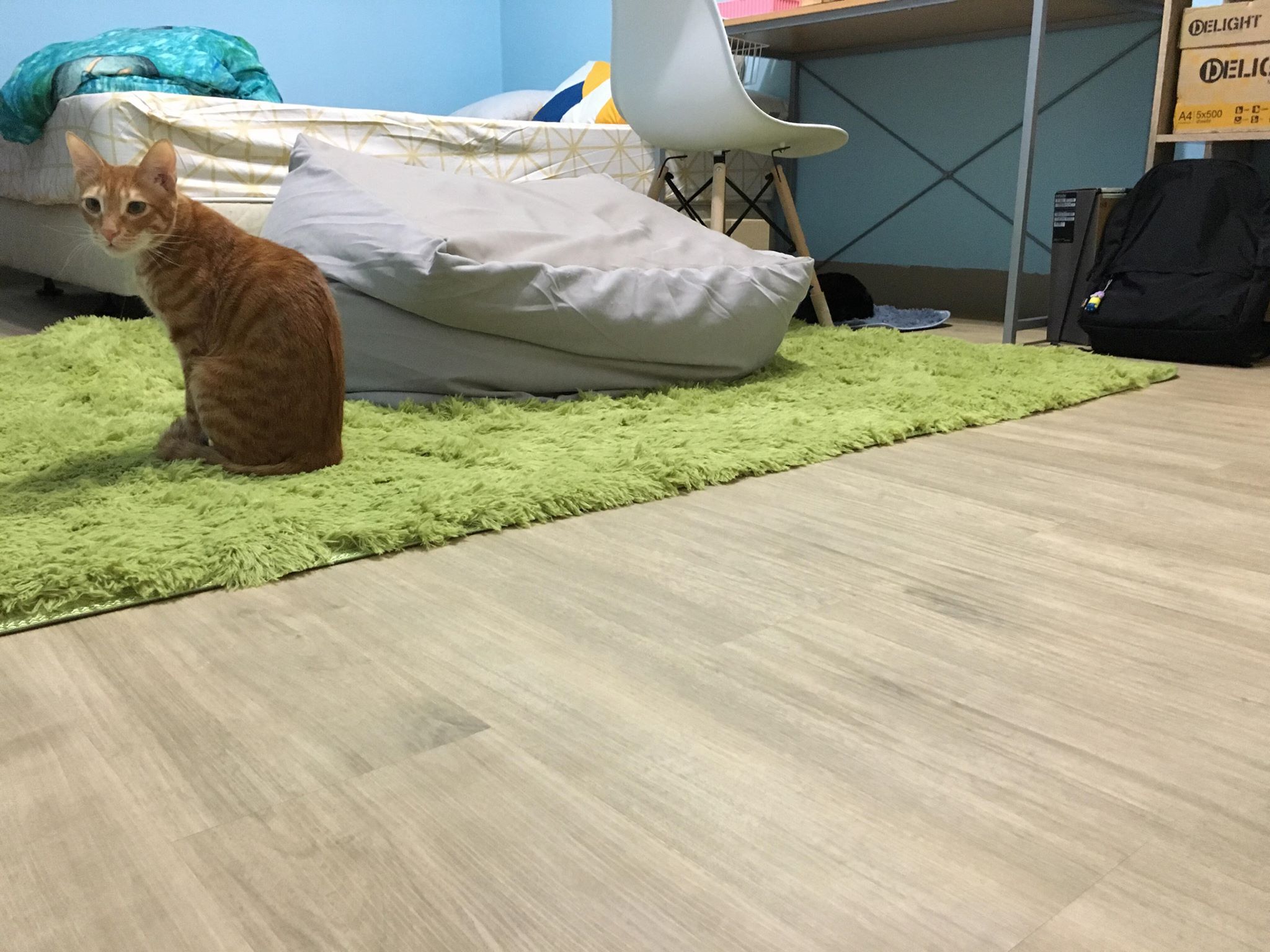 北歐淺橡歐巴地板案例