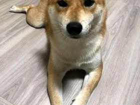 英倫灰橡歐巴地板案例