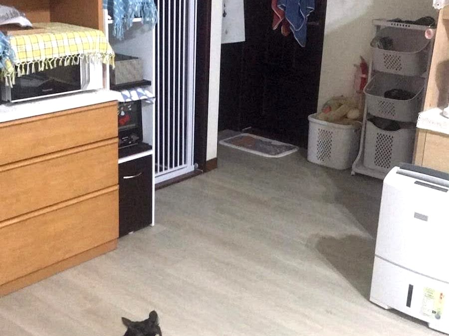 尼斯小木歐巴地板案例