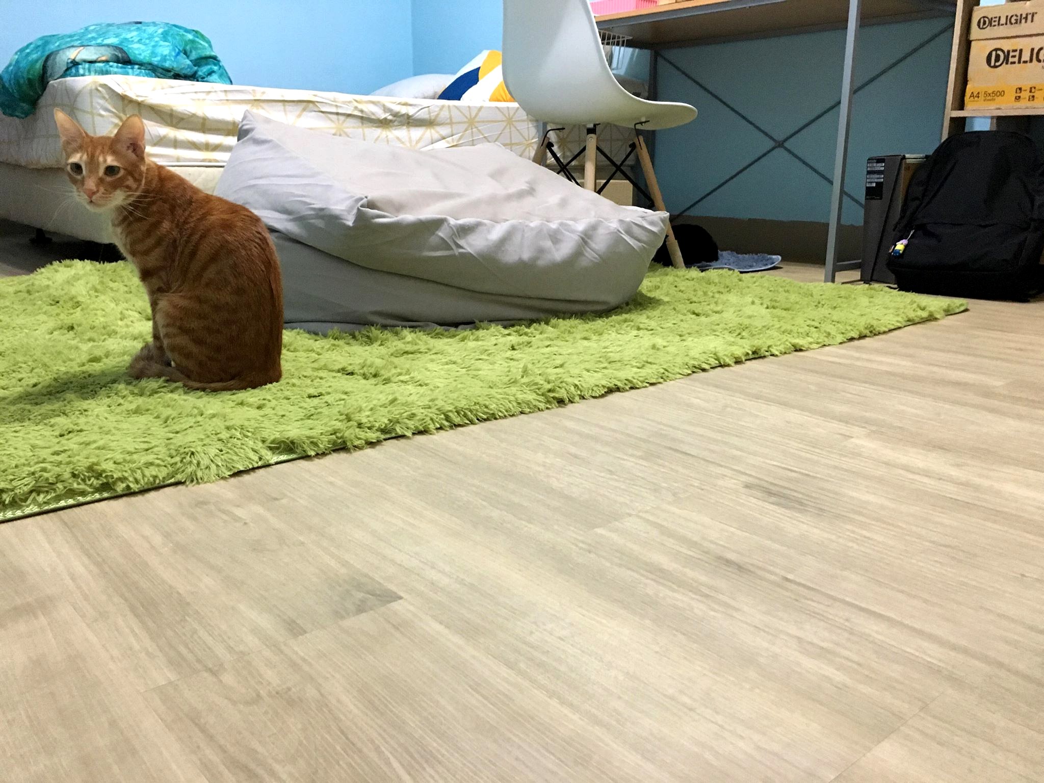 雅典白橡歐巴地板案例